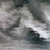 Pale Gray